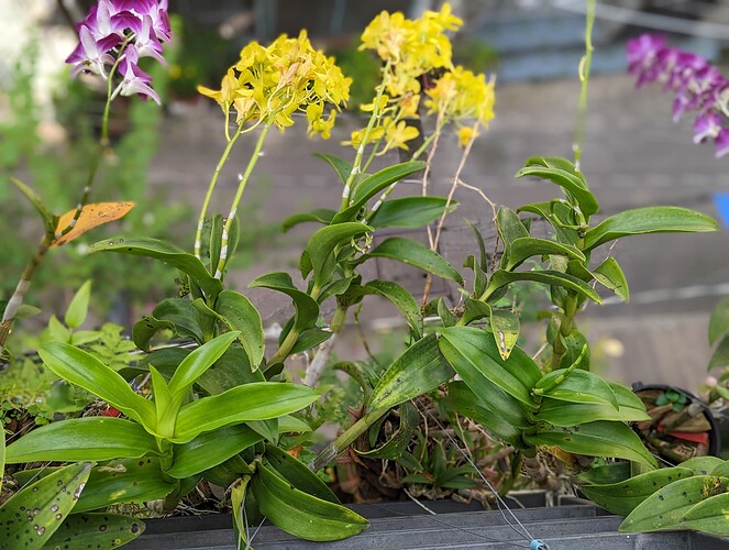 PXL_20221117_065559315.PORTRAIT