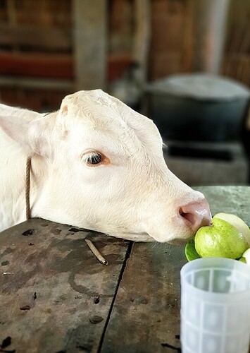 Screenshot_20220515-151530_Gallery