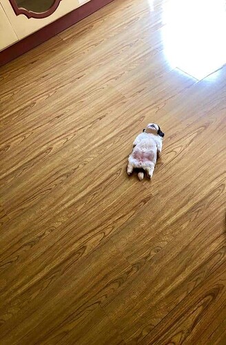 d2rornaugaadu1r-15537743878041069236051