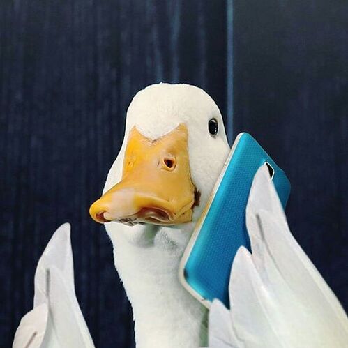 1d2ac5ab3f4372fc2bf1221719755386