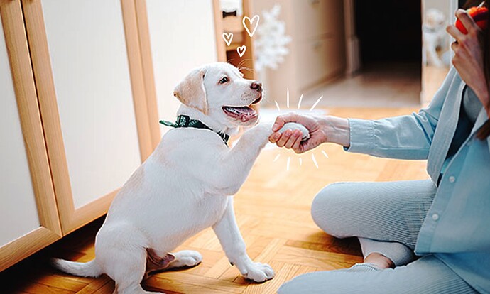 img-dog-shake-header