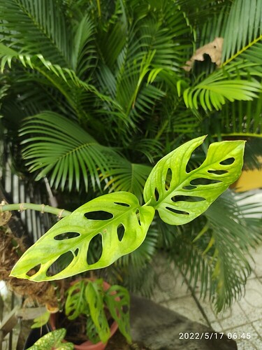 16527446860521940635524095912960