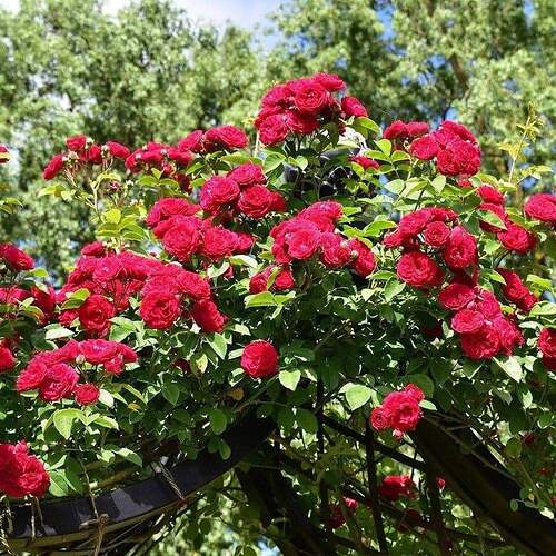 FB_IMG_1651509362796