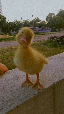 79609d16caadd756c1ae39369fc46365