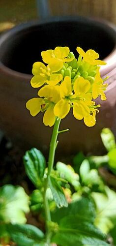 Cải trời_miệng lu