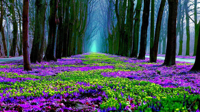 forest-with-purple-flowers-co2c2n5b2m9rwcpu