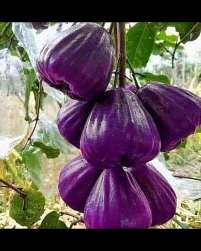 Screenshot_20220704-200954_Gallery