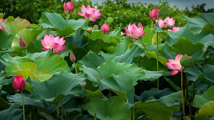 IMG_1651106508198_1651106583842