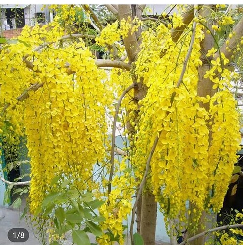 Screenshot_20220425-090118_Lazada