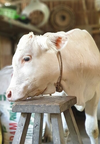 Screenshot_20220515-151603_Gallery