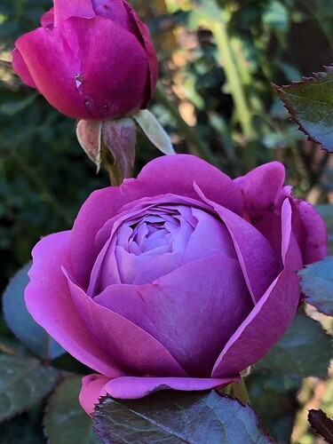 FB_IMG_1621008292555