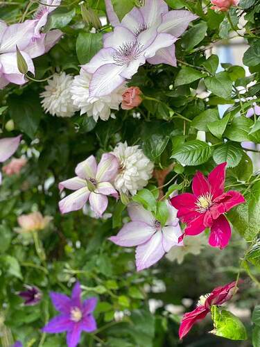 FB_IMG_1652408927261