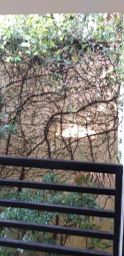 16493833036802835367040577769266