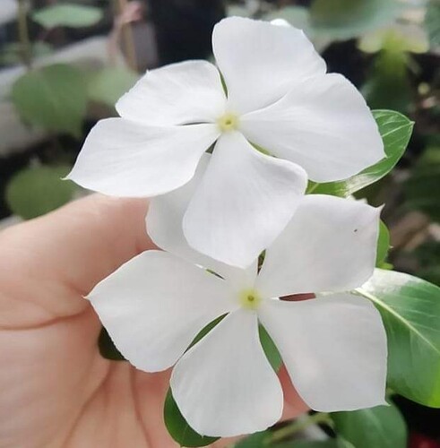 FB_IMG_1652433083951