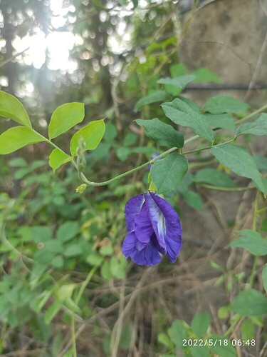 16528312528996465648725475069822