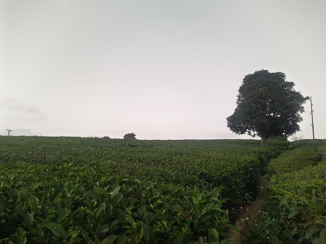 IMG_20221111_172618_3