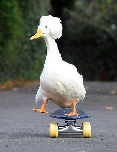 6f1a1254da6d2d6a170cff6369ce9084