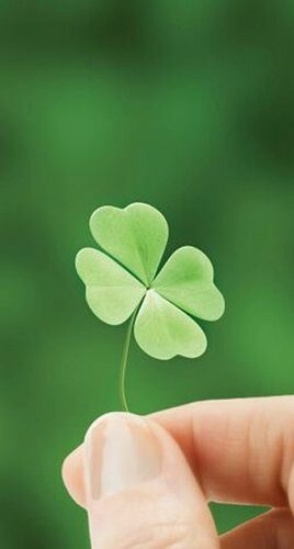 Top-200-anh-dai-dien-co-4-la-tuyet-dep-mang-may-man-niem-tin-tinh-yeu-hi-vong-39