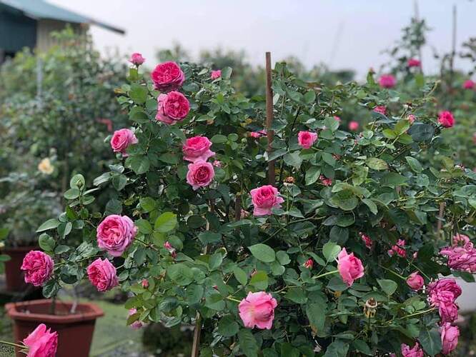 FB_IMG_1651509316074