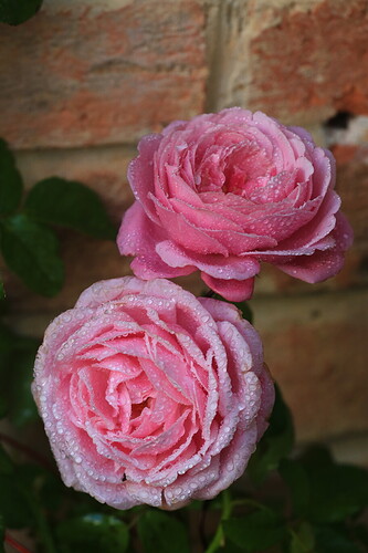 20200727073612_IMG_3347