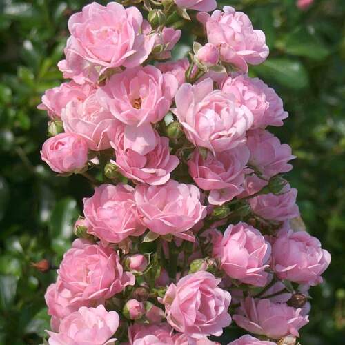 FB_IMG_1651758905370