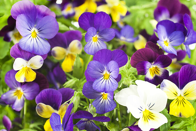 Multicolored-violets