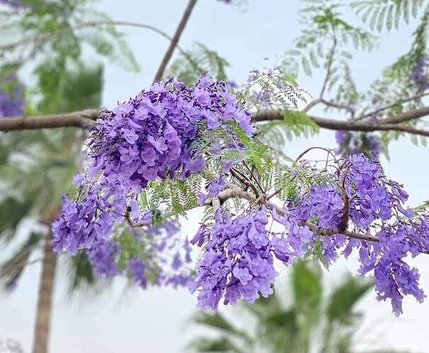 FB_IMG_1651474053622