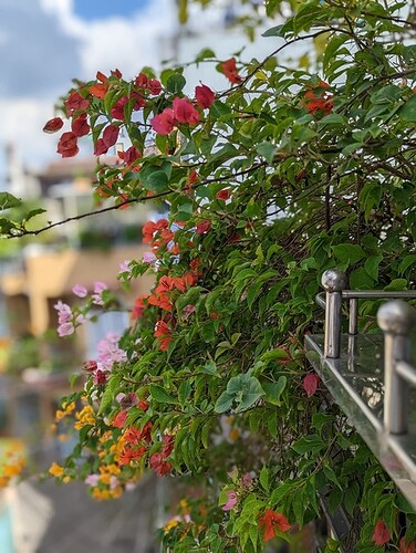 PXL_20221117_065712789.PORTRAIT