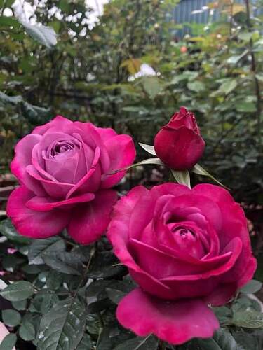 FB_IMG_1646270597593