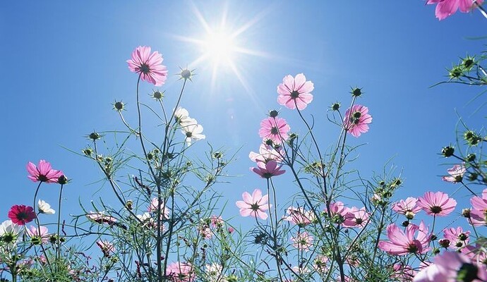 Sky-Flowers-9-e1444817693446