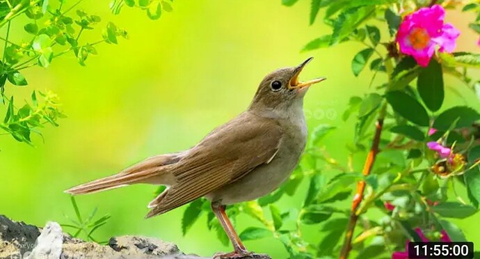 Screenshot_20220927-105643_YouTube