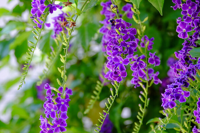 anh-dep-bong-hoa-mau-tim_045146288