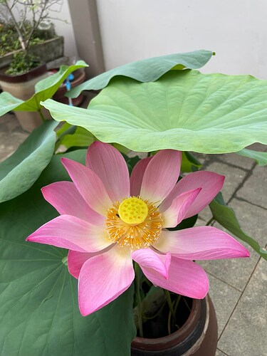 283625620_1452551391882127_3237382778056466532_n