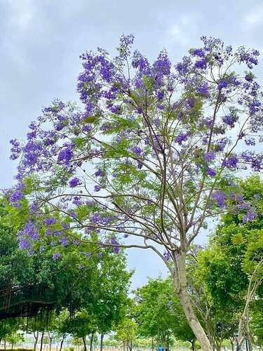 FB_IMG_1651474042039