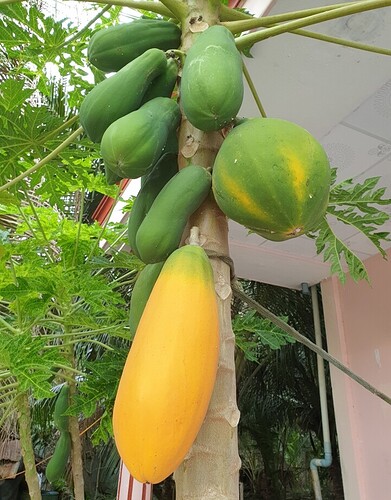 Screenshot_20220515-110231_Gallery