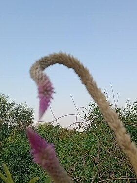 Cỏ sắc tím_Út Hỷ