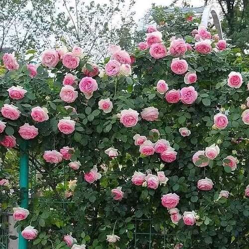 FB_IMG_1652094183300