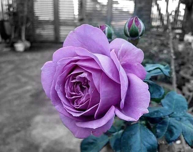 inbound1018566698500824113