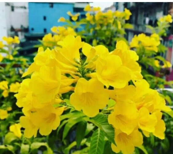 Screenshot_20220425-090047_Lazada