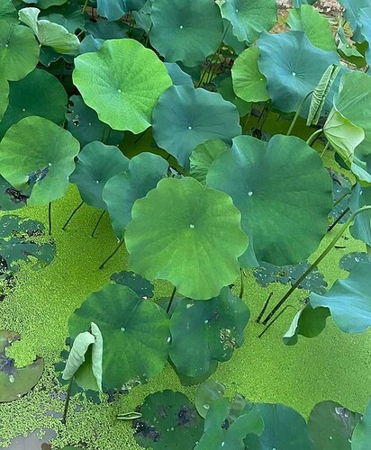 FB_IMG_1654532274075