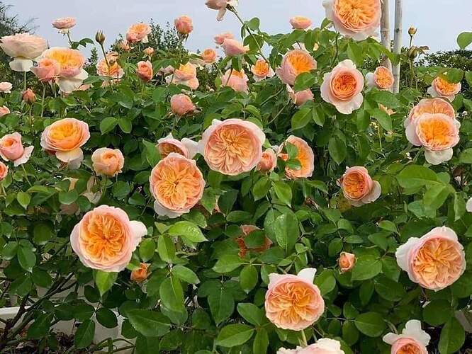 FB_IMG_1651474587974