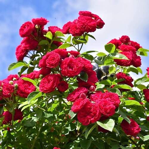 FB_IMG_1651509357093