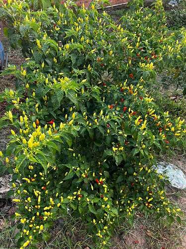 FB_IMG_1651473012041