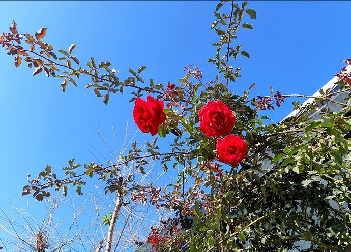 Screenshot_20220516-073314_Gallery