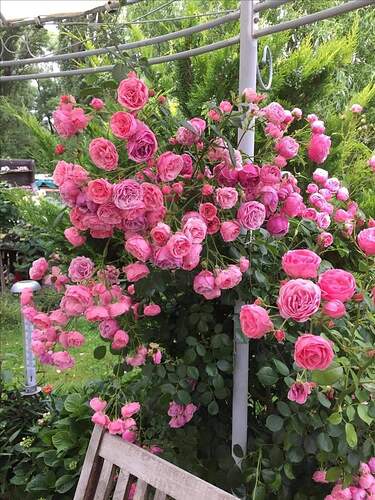 FB_IMG_1651466117327