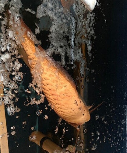 Screenshot_2022-09-30-09-52-05-938_com.android.chrome