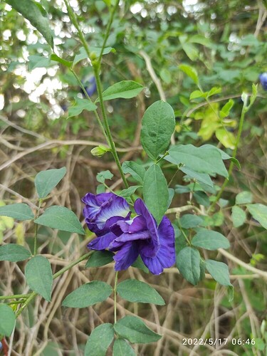 16527447817755259910722111394143