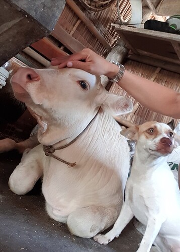 Screenshot_20220515-085335_Gallery