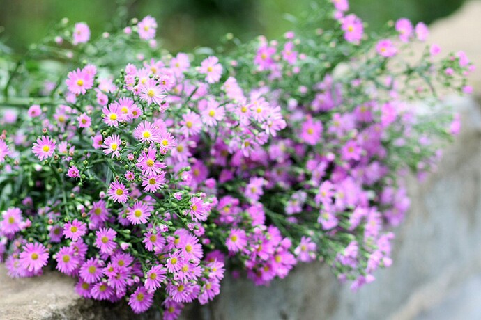 hinh-anh-hoa-thach-thao-tim