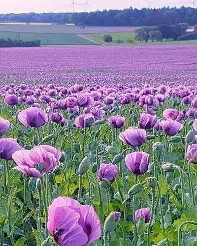 FB_IMG_1652831795708